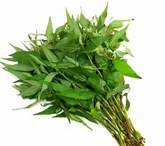 Vietnamese Coriander 100gr