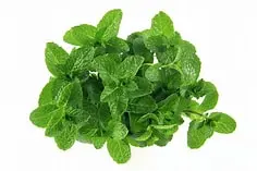 Water mint