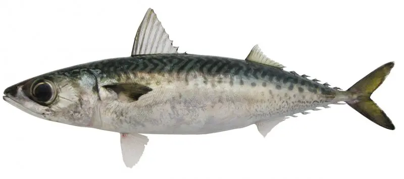 Star Pride Mackerel Scomb per kpl