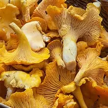 Yellow Mushroom Suomi kg