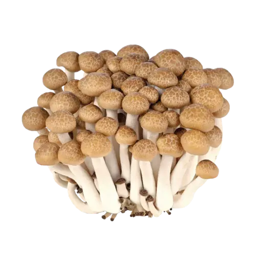 Brown beech mushroom shimeji 150g